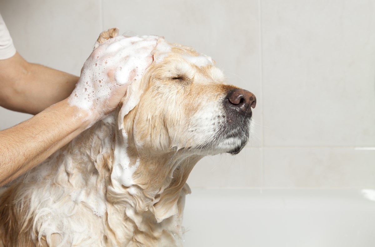 Perro durante el baño