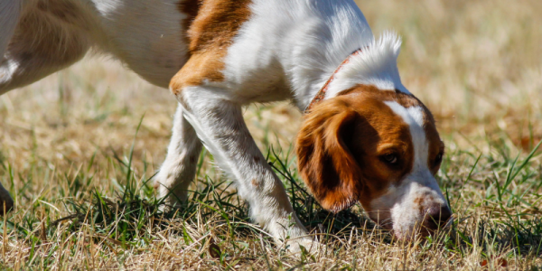 ¿Los animales huelen el miedo? Mito o realidad