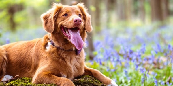 Perfumar a nuestras mascotas en posible: Todo lo que debes saber sobre la colonia para perros